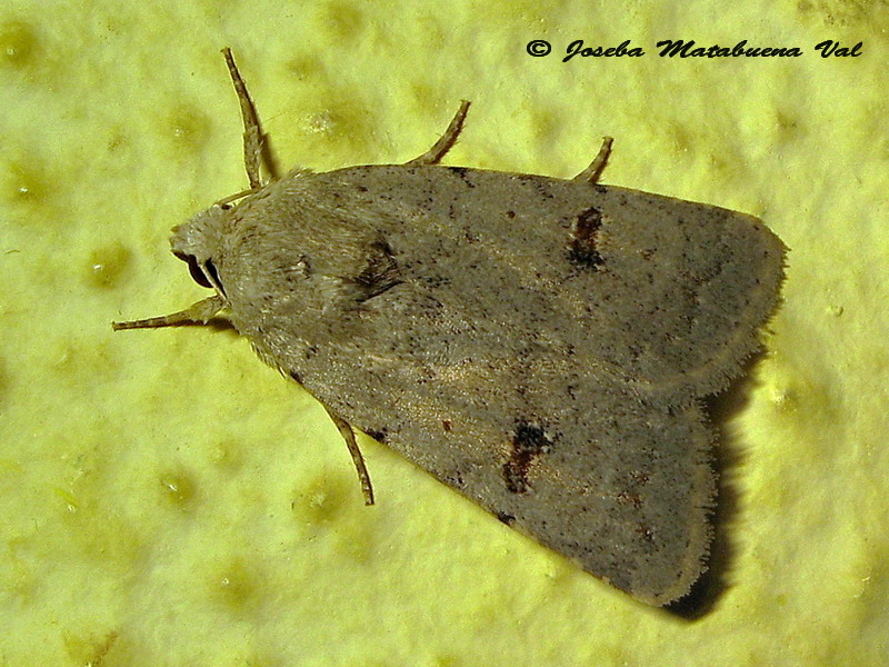 Caradrina (Platyperigea) cfr. kadenii - Noctuidae